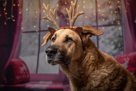 DIY Weihnachtsplätzchen für deine Fellnase